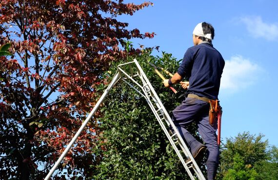作業の難しい高木も職人にお任せいただけます | 北九州市で伐採なら丁寧かつ迅速に作業を行う株式会社靏元工業