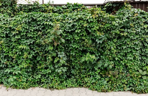 面倒な草刈りもプロが代行いたします | 北九州市で伐採なら丁寧かつ迅速に作業を行うツルモトガーデン